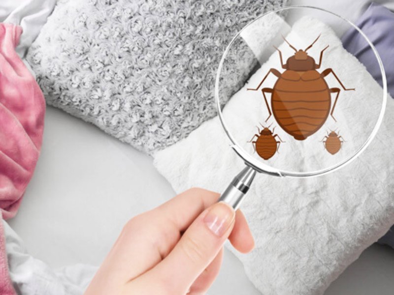 Bed Bugs and Textiles TECHNICAL TEXTILE VALUE CHAIN
