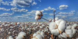 ICAC Releases 2025/26 Global Cotton Market Outlook