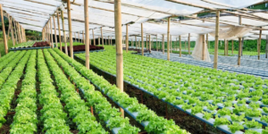 Ministry of Textiles "PROMOTION OF AGRO TEXTILES"