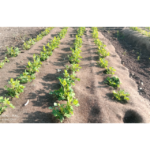 Development of Biodegradable Mulch from Deccani Coarser Wool for Groundnut (Arachis hypogaea L.) Cultivation