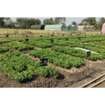 Smart Solutions for Agriculture & Horticulture: Protecting Crops and Increasing Productivity