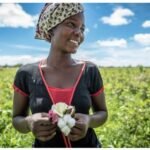 CmiA 2025 Verifications Earn Top Ratings, Reinforcing Sustainable Cotton Standards Across Africa
